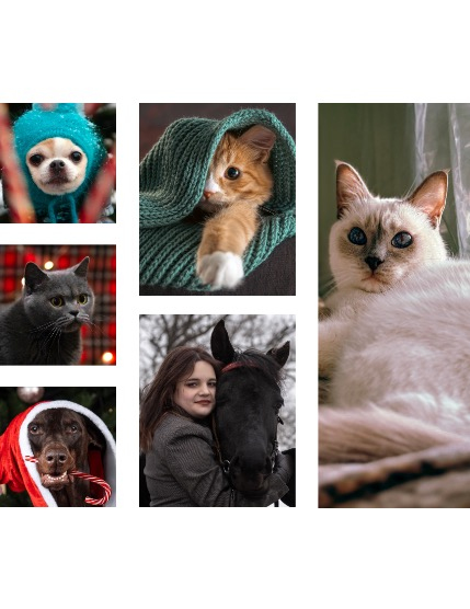 FIGGI MAGAZINE - LOVELY PETS JANUARY (Vol 1957), page 2