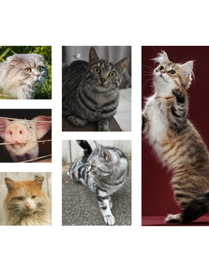 FIGGI MAGAZINE - LOVELY PETS AUGUST (Vol 1726), page 2