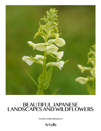 ARTELLS MAGAZINE - NATURE & TRAVELS DECEMBER (Vol 3759), page 4