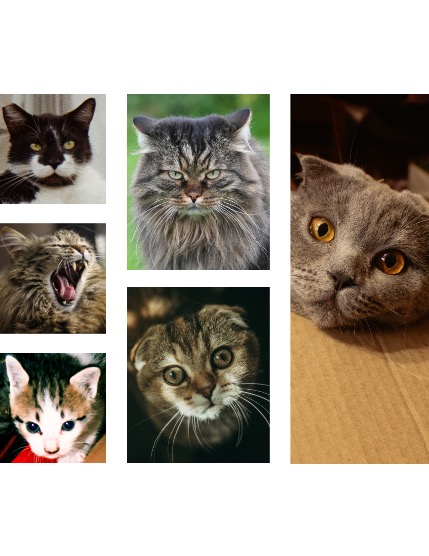 FIGGI MAGAZINE - LOVELY PETS MAY (Vol 1545), page 2