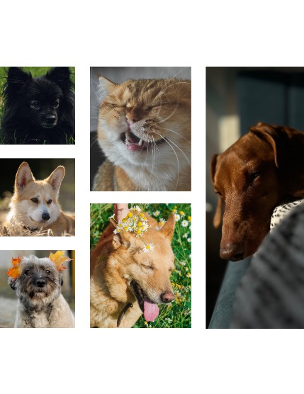 FIGGI MAGAZINE - LOVELY PETS AUGUST (Vol 1725), page 2