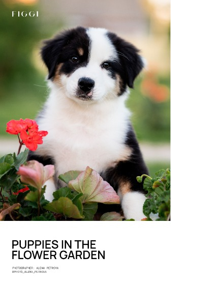 FIGGI MAGAZINE - LOVELY PETS AUGUST (Vol 2177), page 4
