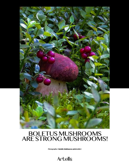 ARTELLS MAGAZINE - NATURE & TRAVELS NOVEMBER (Vol 3704), page 4