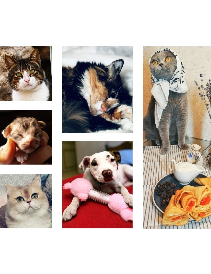 FIGGI MAGAZINE - LOVELY PETS FEBRUARY (Vol 1988), page 2