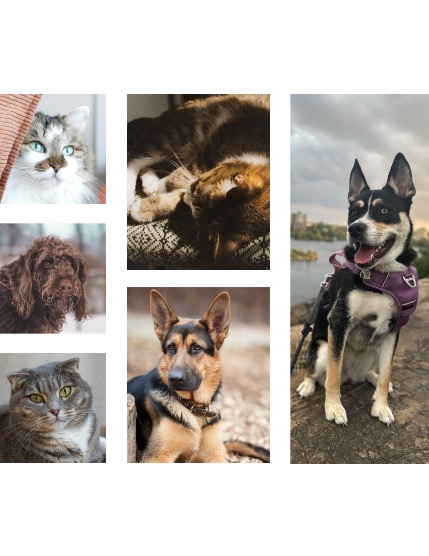 FIGGI MAGAZINE - LOVELY PETS MAY (Vol 2125), page 2