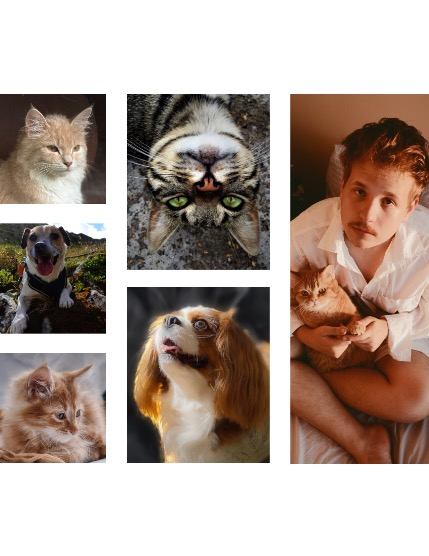 FIGGI MAGAZINE - LOVELY PETS SEPTEMBER (Vol 1773), page 2