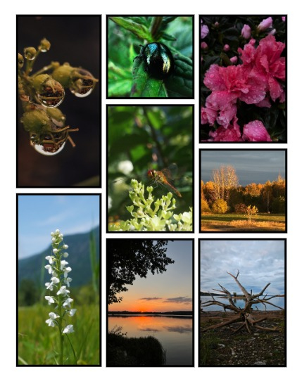 ARTEGO MAGAZINE - NATURE & TRAVELS NOVEMBER ISSUE 1113, page 3