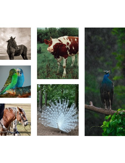 FIGGI MAGAZINE - NATURE & TRAVEL JUNE (Vol 1594), page 2