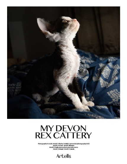 ARTELLS MAGAZINE - NATURE & TRAVELS NOVEMBER (Vol 3705), page 4