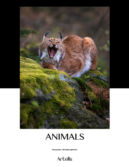 ARTELLS MAGAZINE - NATURE & TRAVEL SEPTEMBER (Vol 3555), page 4