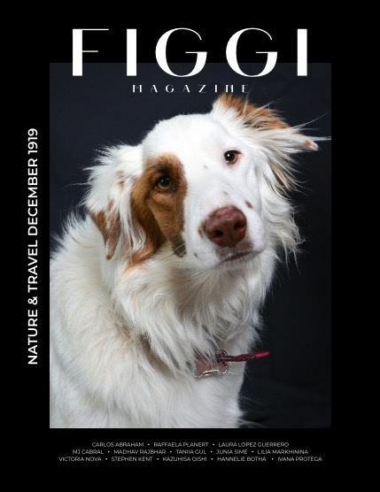 FIGGI MAGAZINE - NATURE & TRAVEL DECEMBER (Vol 1919), page 1