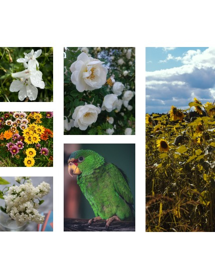 FIGGI MAGAZINE - NATURE & TRAVEL SEPTEMBER (Vol 1776), page 2